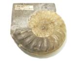 Fossil