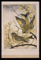 Greenfinches 10/50