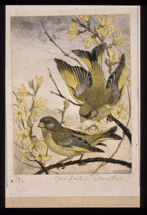 Greenfinches 10/50
