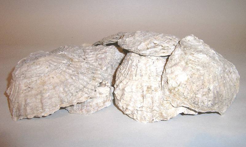 Shell