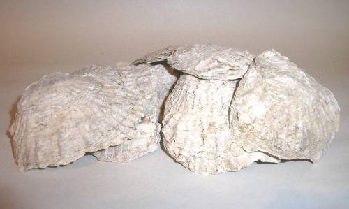 Shell
