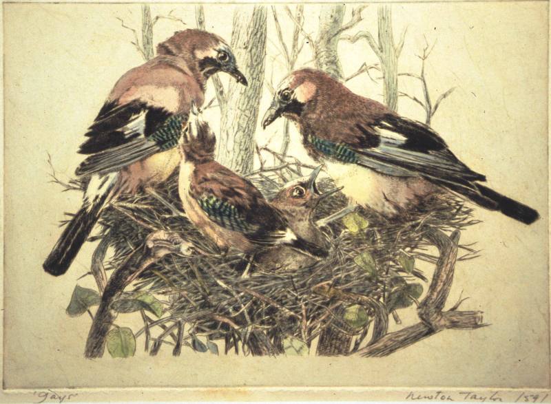 Jays