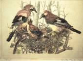Jays