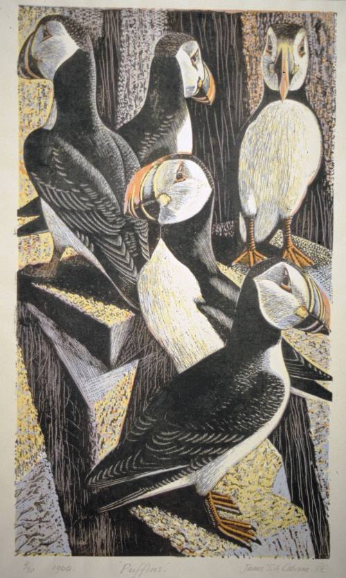 Puffins