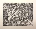 Local Trees, near Chichester