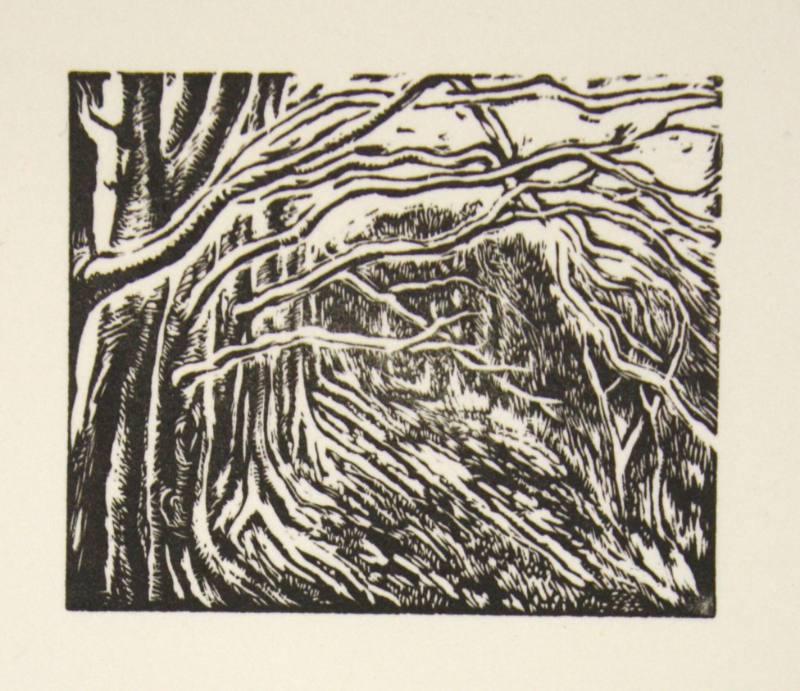 Overhanging Trees