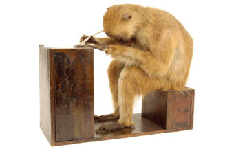 Monkey