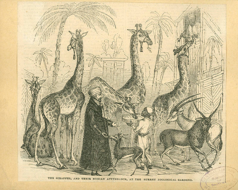 Illustration from the " Illustrated London News", depicting the Giraffes and their Nubian atten…