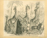 Illustration from the " Illustrated London News", depicting the Giraffes and their Nubian atten…