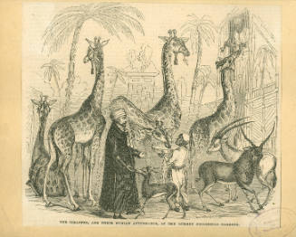 Illustration from the " Illustrated London News", depicting the Giraffes and their Nubian atten…